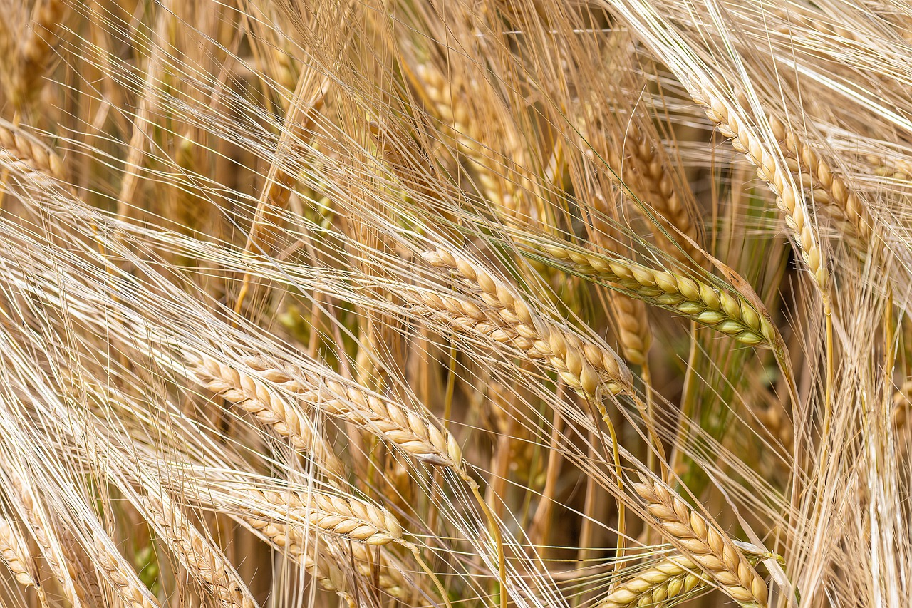 grain's color